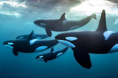 Pod of orca whales swims just below the ocean surface.